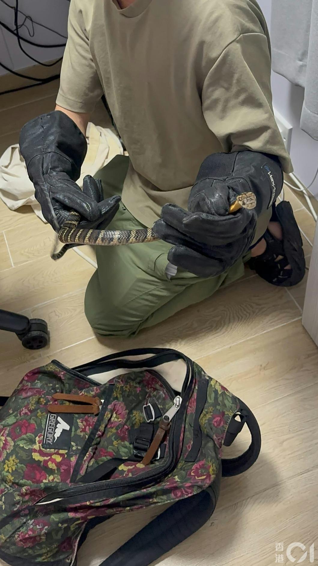 捕蛇達人直言,再遇到眼鏡王蛇的機率比中六合彩還難。(圖/香港01提供)