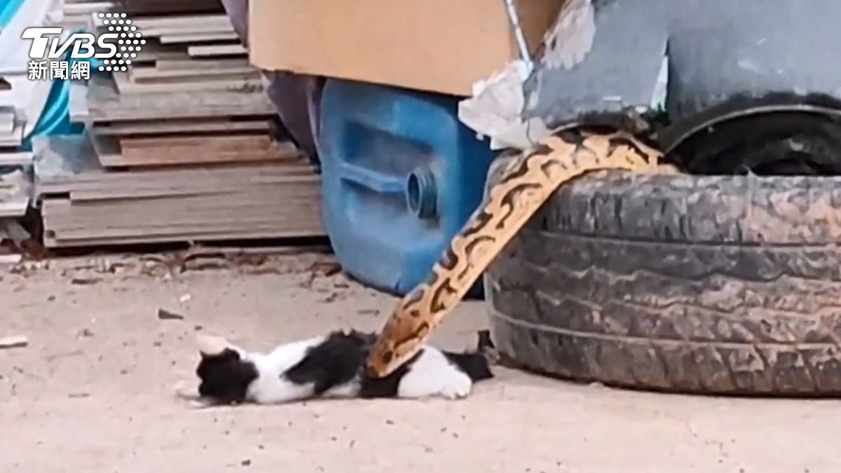 4米「混血凶猛巨蟒」勒斃奶牛貓吞肚!泰飼主嚇哭:分不清蟒還是蚺