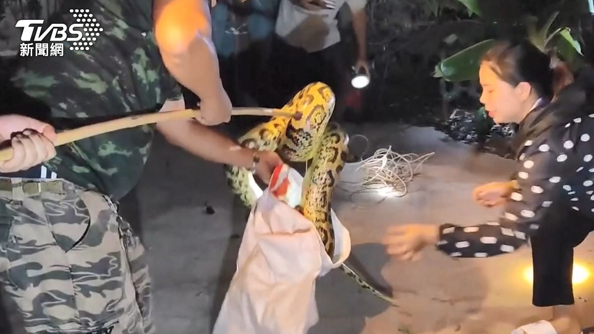 捕蛇志工連忙裝進麻袋裡,後續準備放生。(圖/美聯社)