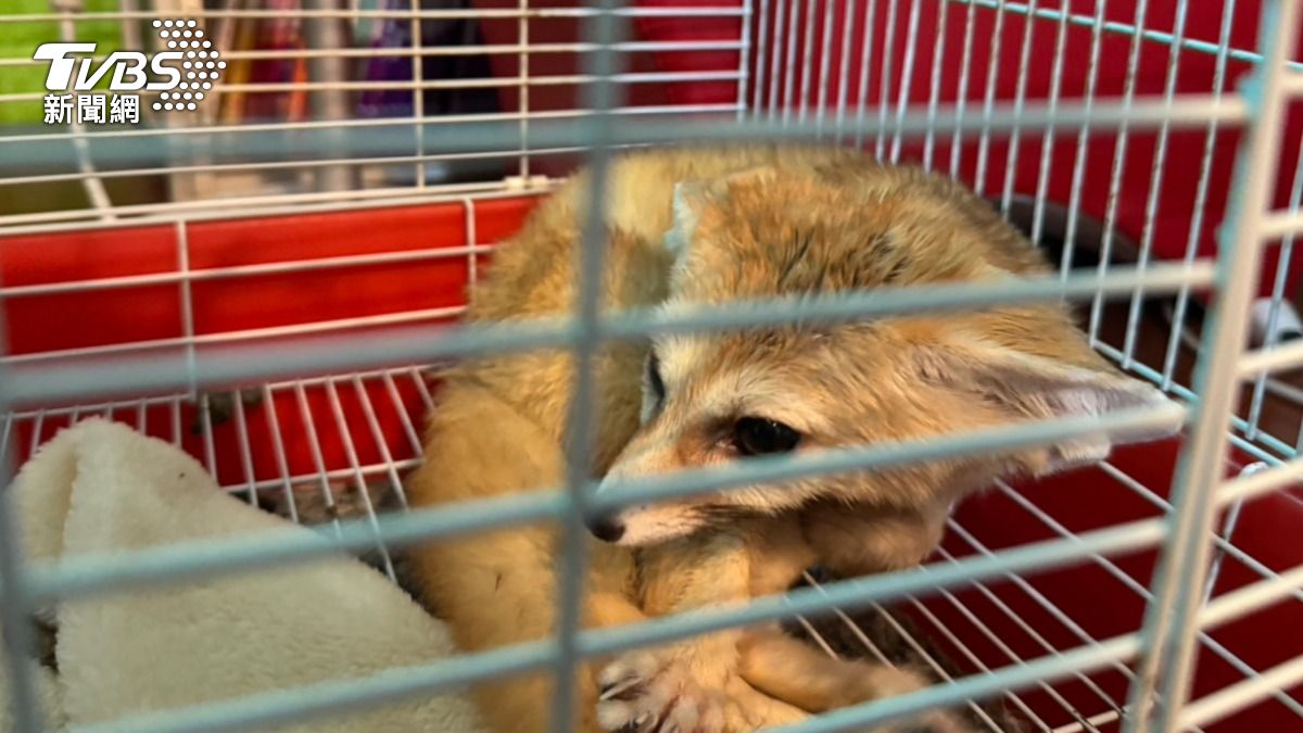 瀕絕動物餵安眠藥!「綑綁人體」500隻走私 7人集團遭逮