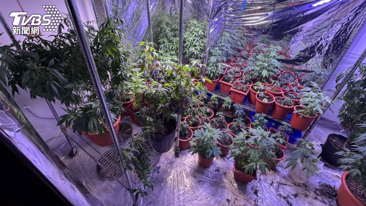 外籍補教老師製造「大麻產業鏈」 4年至少海撈2千萬
