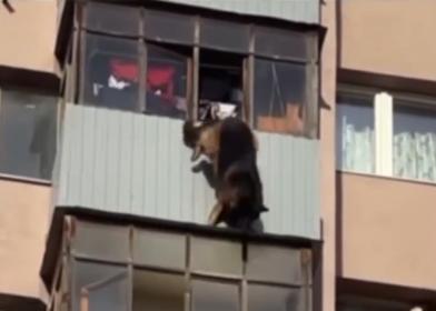 牧羊犬從陽台跳下。(圖/翻攝自@ntv_chp)