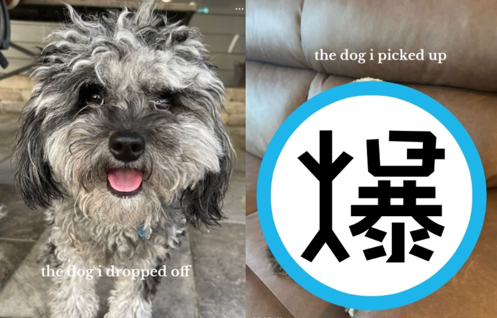靈魂也剃光?牠剪毛後眼神超哀怨 成TikTok「爆紅表情包」飼主回家傻眼:我不認識這狗了