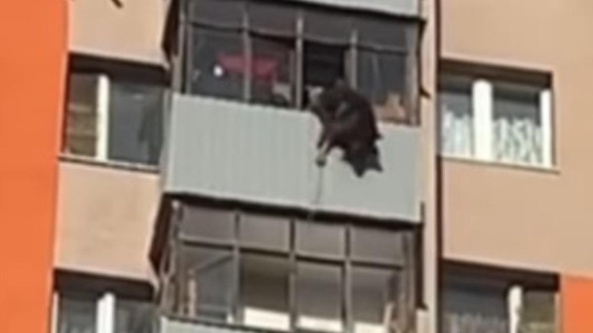 目擊者拍下這隻被關在陽台上的德國牧羊犬相當絕望、不斷嚎叫的畫面。(圖/翻攝自Instagram@ntv_chp)