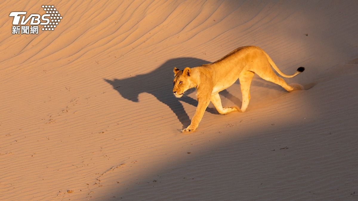 一群適應沙漠的獅子，棲息在納米比亞西北部。（圖／shutterstock 達志影像）
