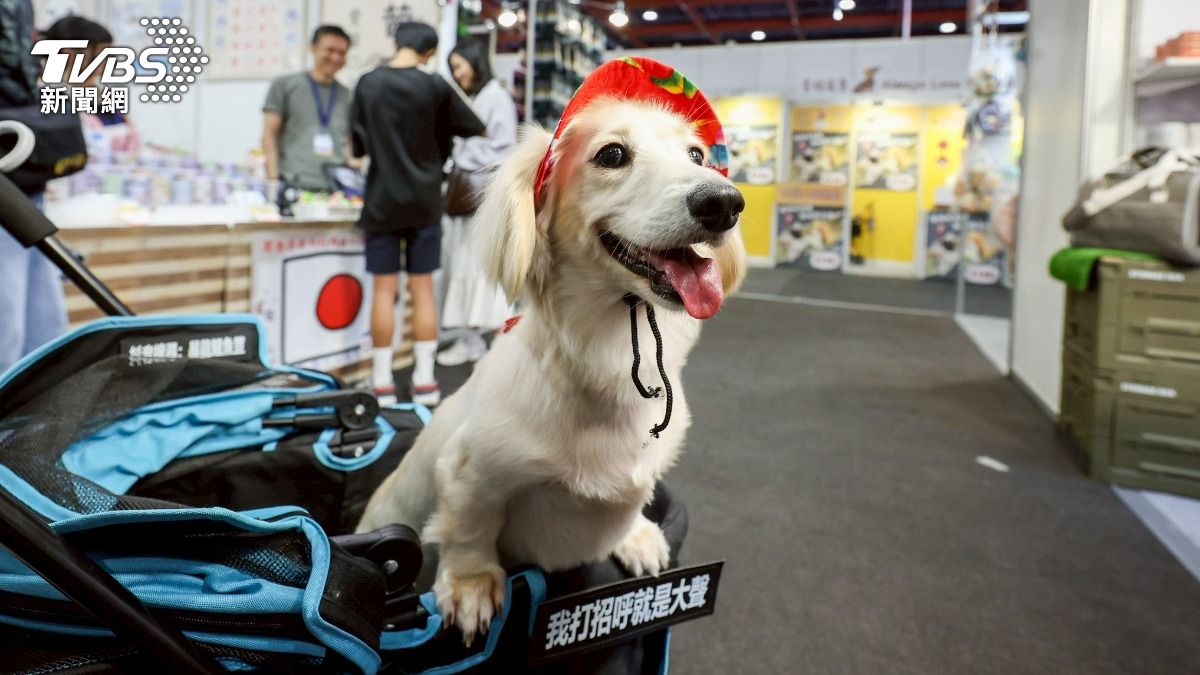 貓奴犬控大集合!台北寵物展端午連假湧人潮 韓廠也搶進駐