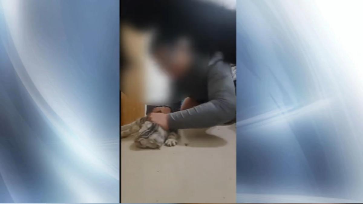 圖／影片來源 台灣NOE行動組織