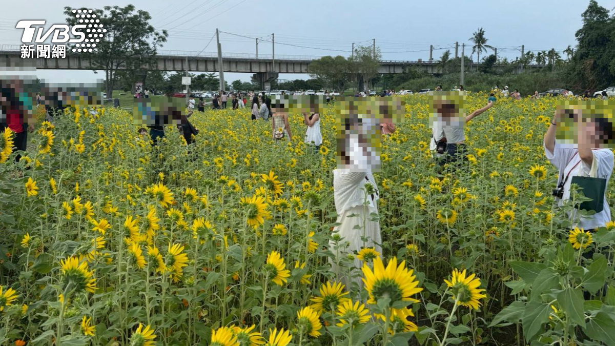 遊客搶拍美照!屏東爆紅「鐵橋花海」遭踐踏踩爛 亂象曝光