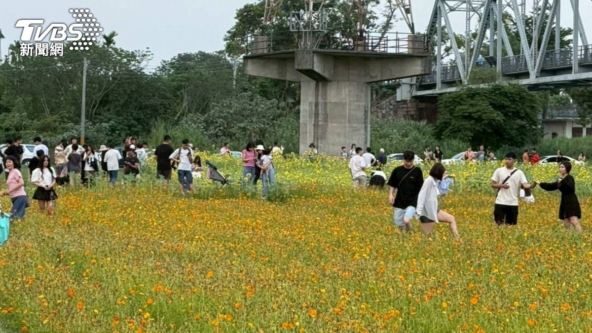 屏東舊鐵橋花海出現遊客踩踏亂象。（圖／TVBS）