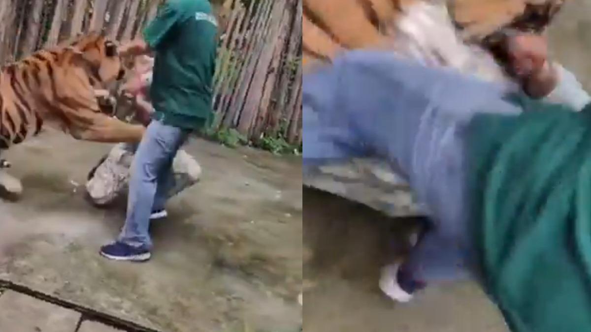有片/近距離合照狂摸!猛虎突發狂撲咬 印度男躺地尖叫