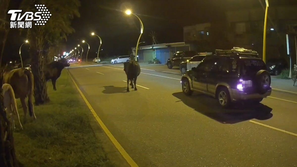半個月2度逃家!花蓮牛群逛大街 被車流卡分隔島「進退兩難」