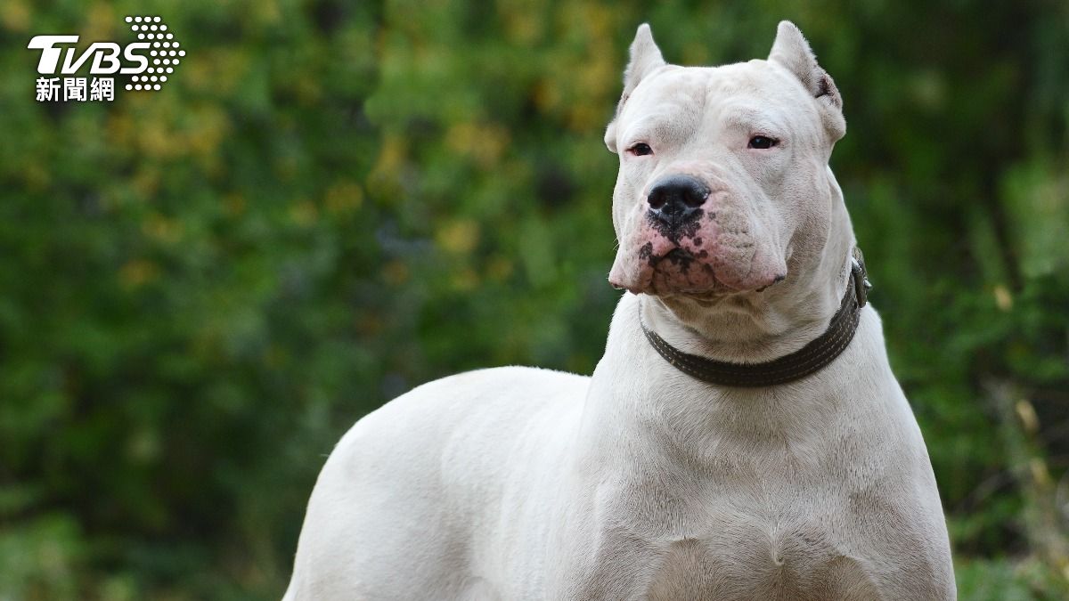 阿根廷杜高犬。（示意圖，非當事狗／shutterstock 達志影像）