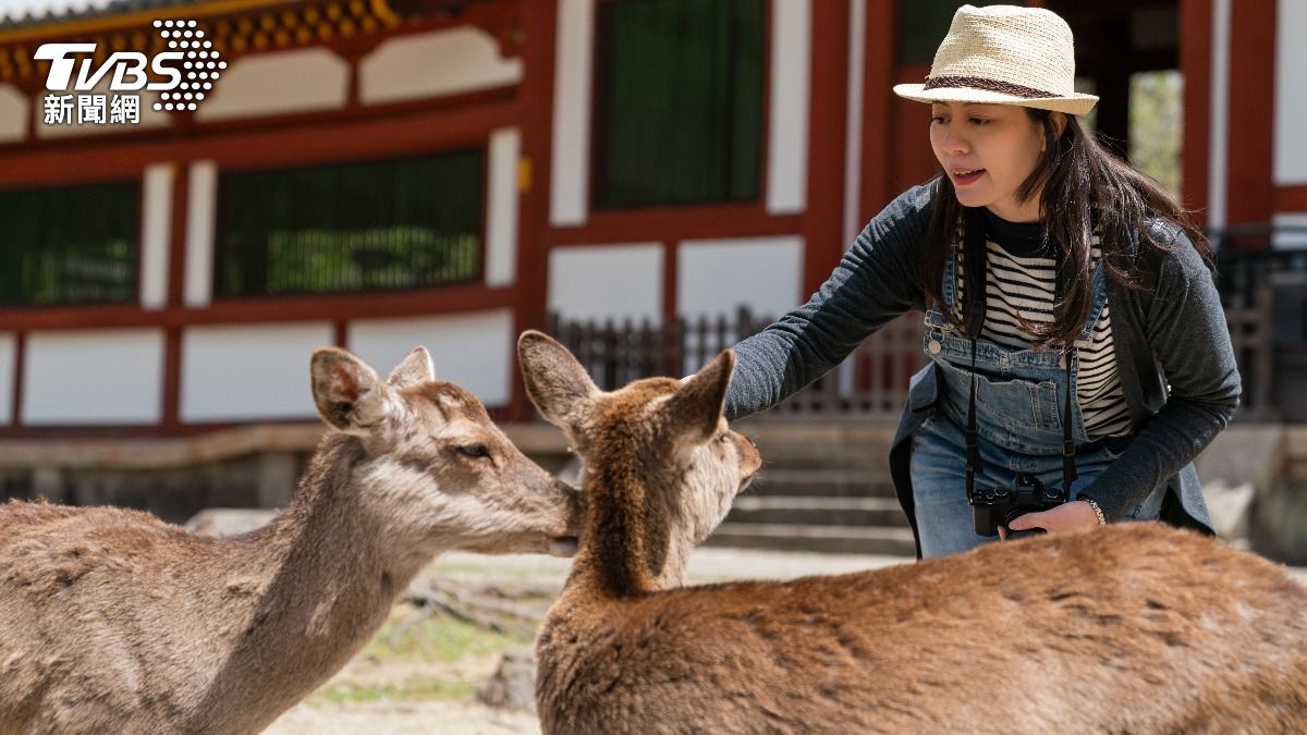 奈良公園餵鹿驚見偷拍狼!噁男拍外國女遊客上傳YouTube賺錢