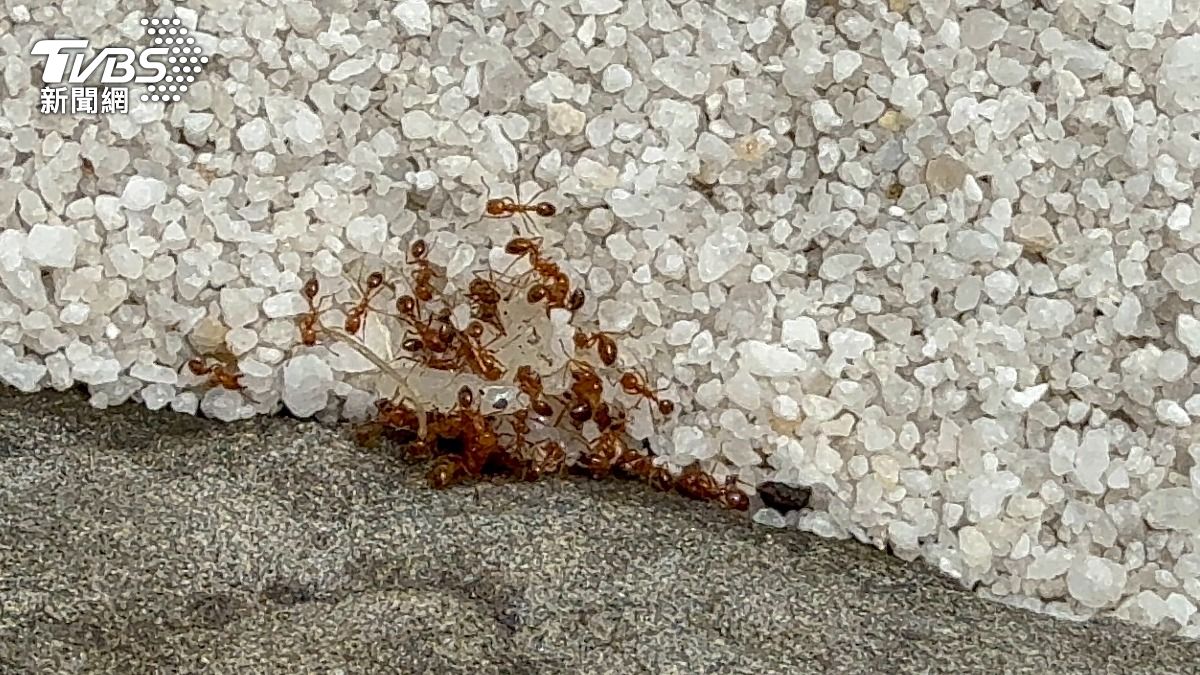 紅火蟻入侵雲林? 北港鎮公所:攻擊性較低的「紅螞蟻」