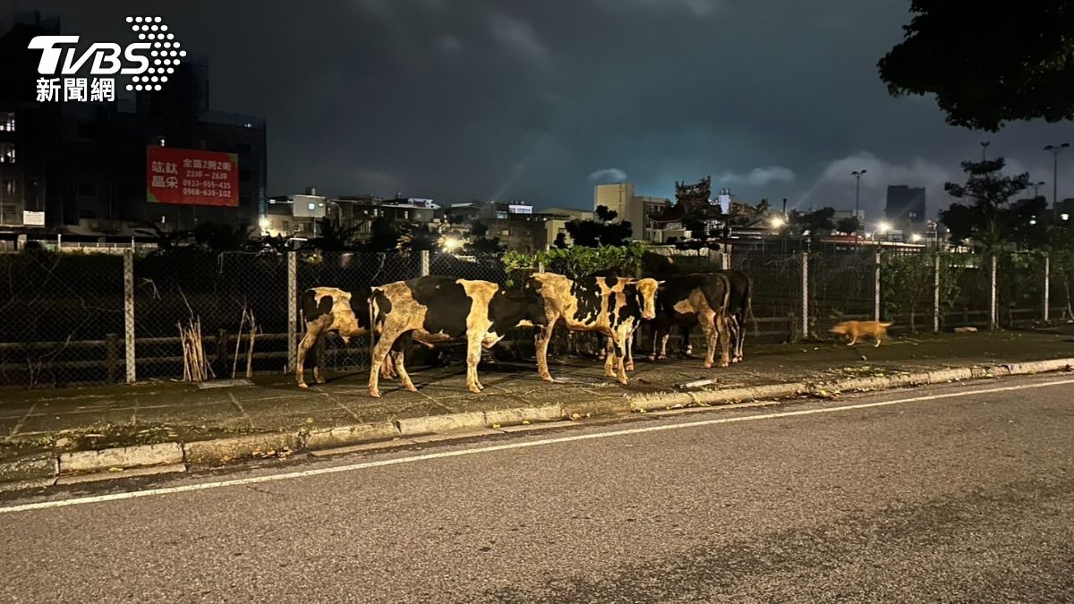 桃園馬路變牧場!6頭乳牛「夜遊」亂闖馬路 警充當牧童助牽回