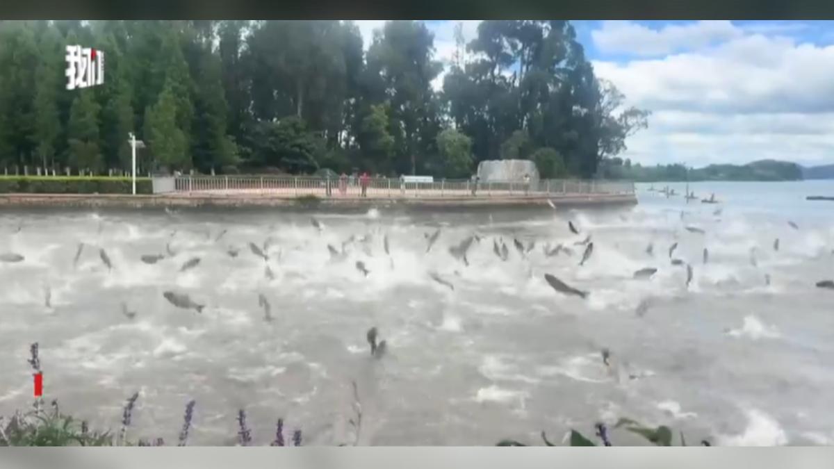 雲南昆明滇池有大量魚群躍出水面,當地風景區管理局人員表示,是因為大雨帶來許多泥沙,水中含氧量不足所導致。(圖/新京報)