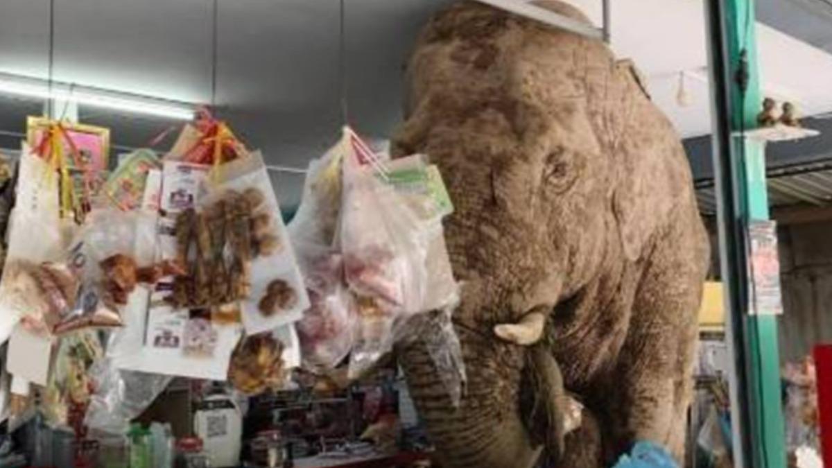 泰大象闖超市!狂吃雞蛋、米餅 店主苦笑:幸好沒把店拆了