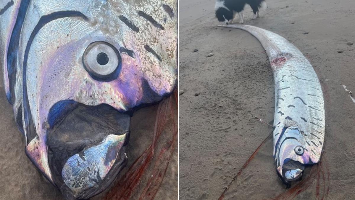 澳沙灘驚見「2.7M巨型地震魚」 網憂:世界末日越來越近?