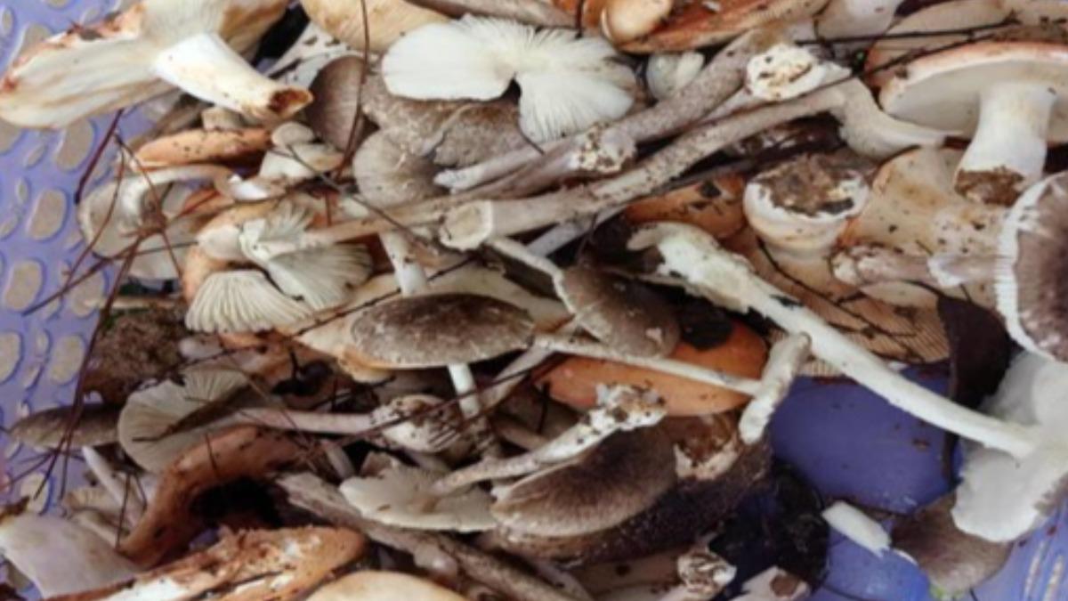 湖南一家六口誤食毒菇 5歲童命危急需換肝