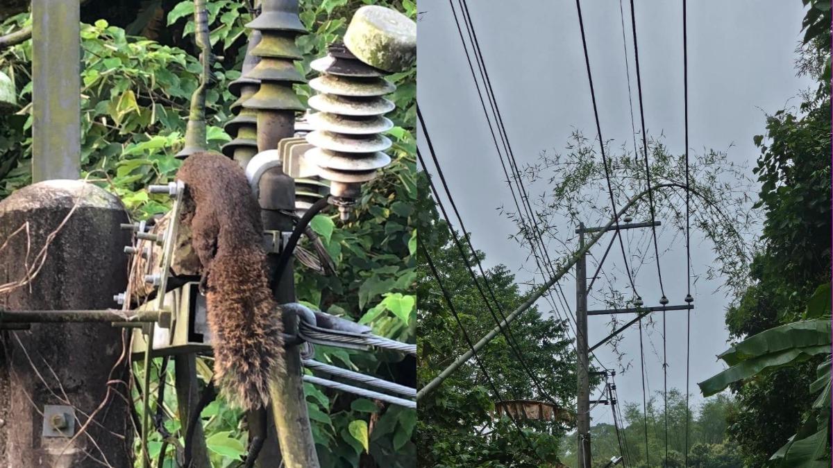 台中無預警停電!台電遭酸「自己放小動物」 反擊:我們更著急
