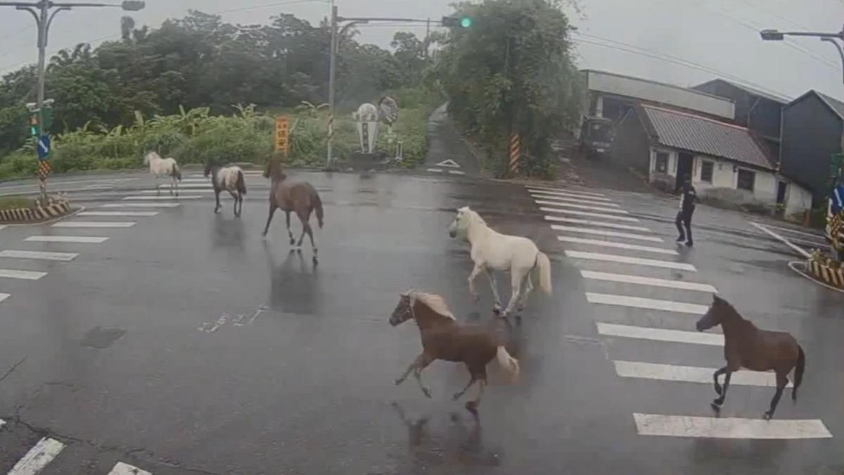 突發!壯濱路馬群奔馳,警方急出動攔截。(圖/TVBS)