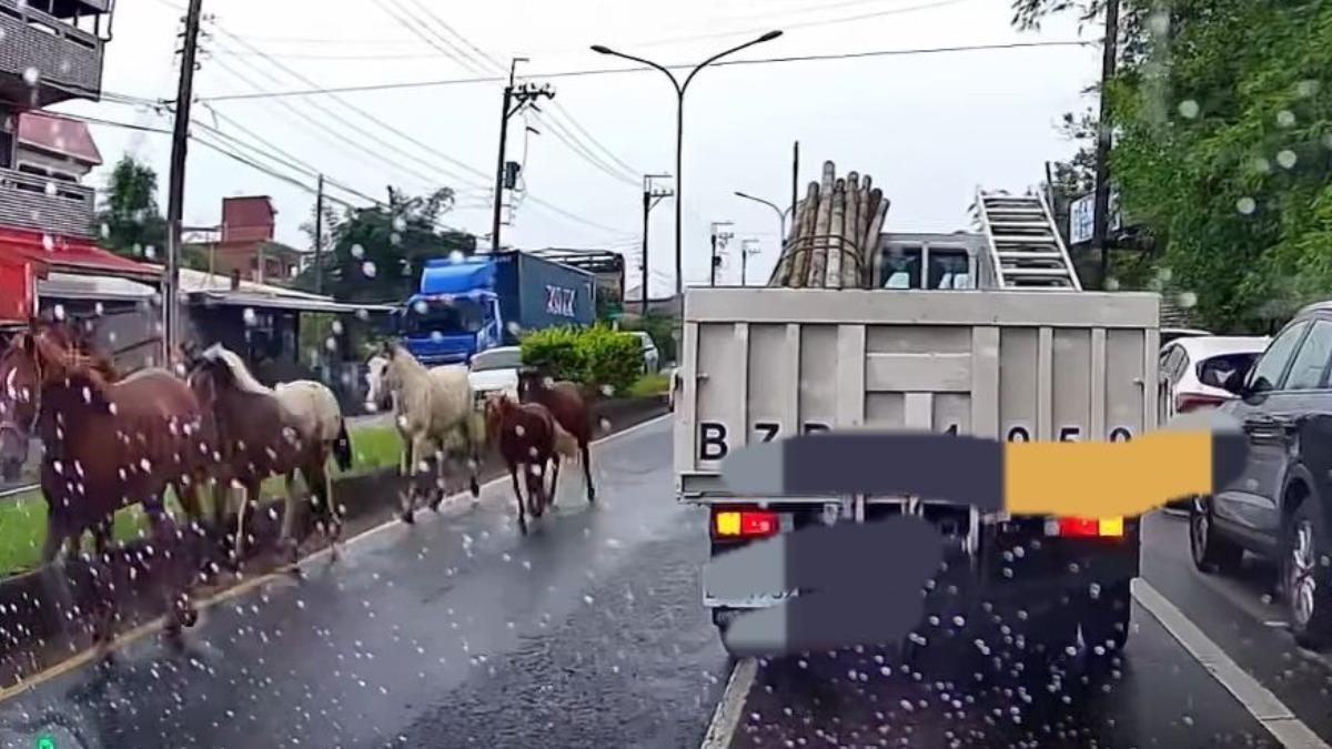 馬路上有馬!壯圍七匹馬街頭逆向奔馳 嚇壞駕駛