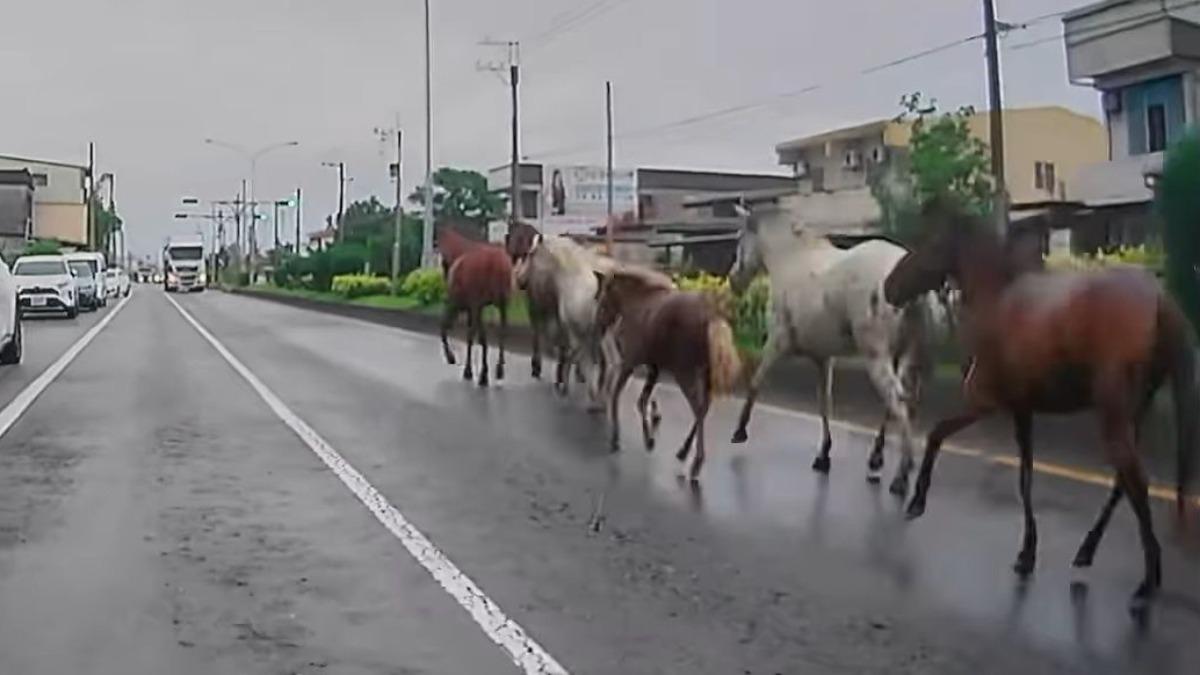 馬兒也塞車?壯圍驚見馬匹奔馳佔用車道。(圖/Threadsu友 zrj0822提供)