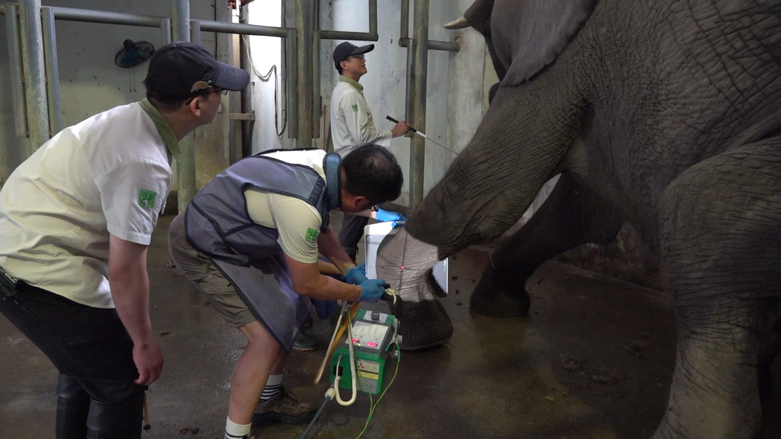 醫療團隊發現美代左前肢不正常步態。(圖/動物園提供)