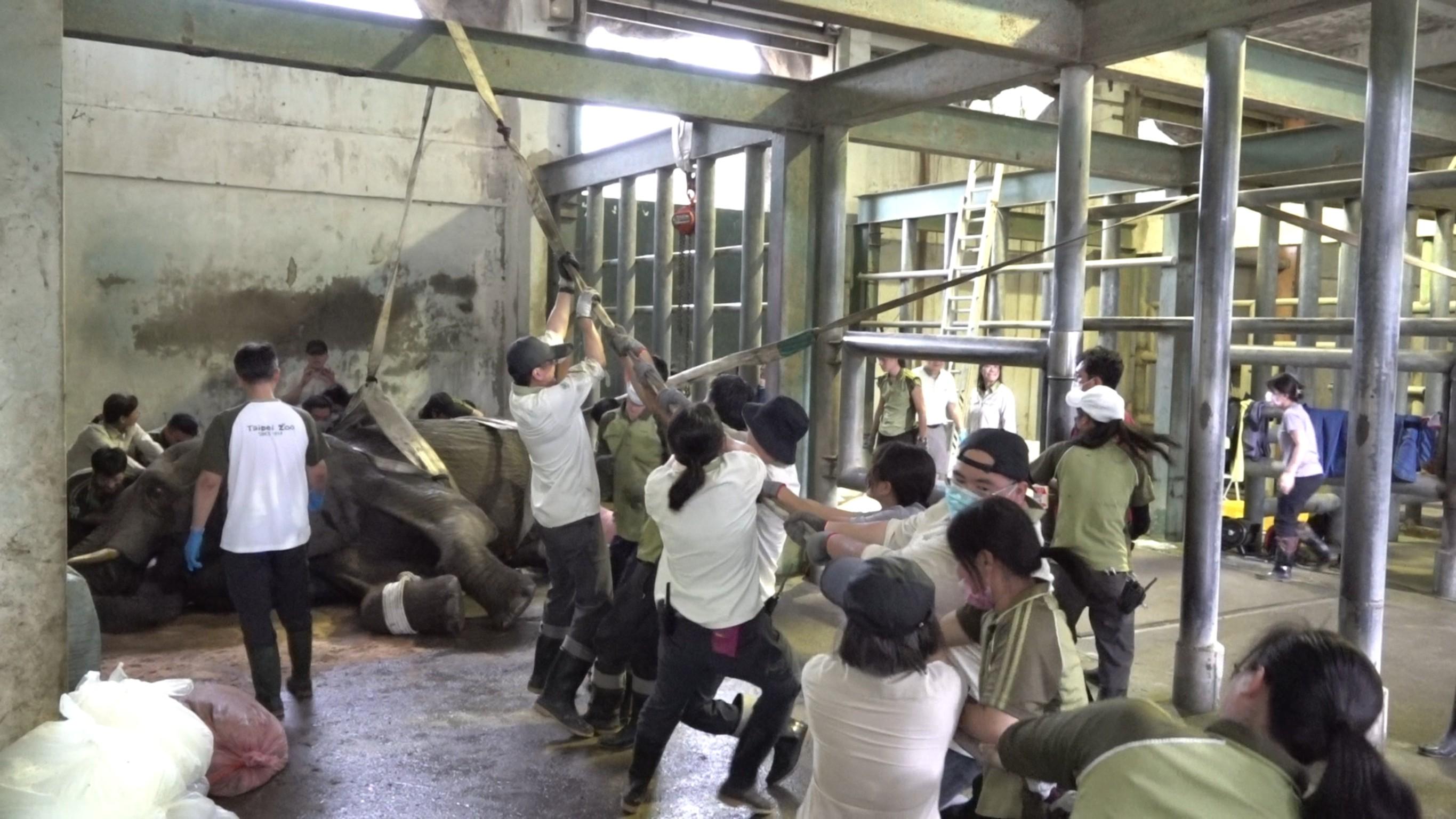 即使醫療團隊嘗試將牠拉起,仍徒勞無功。(圖/動物園提供)