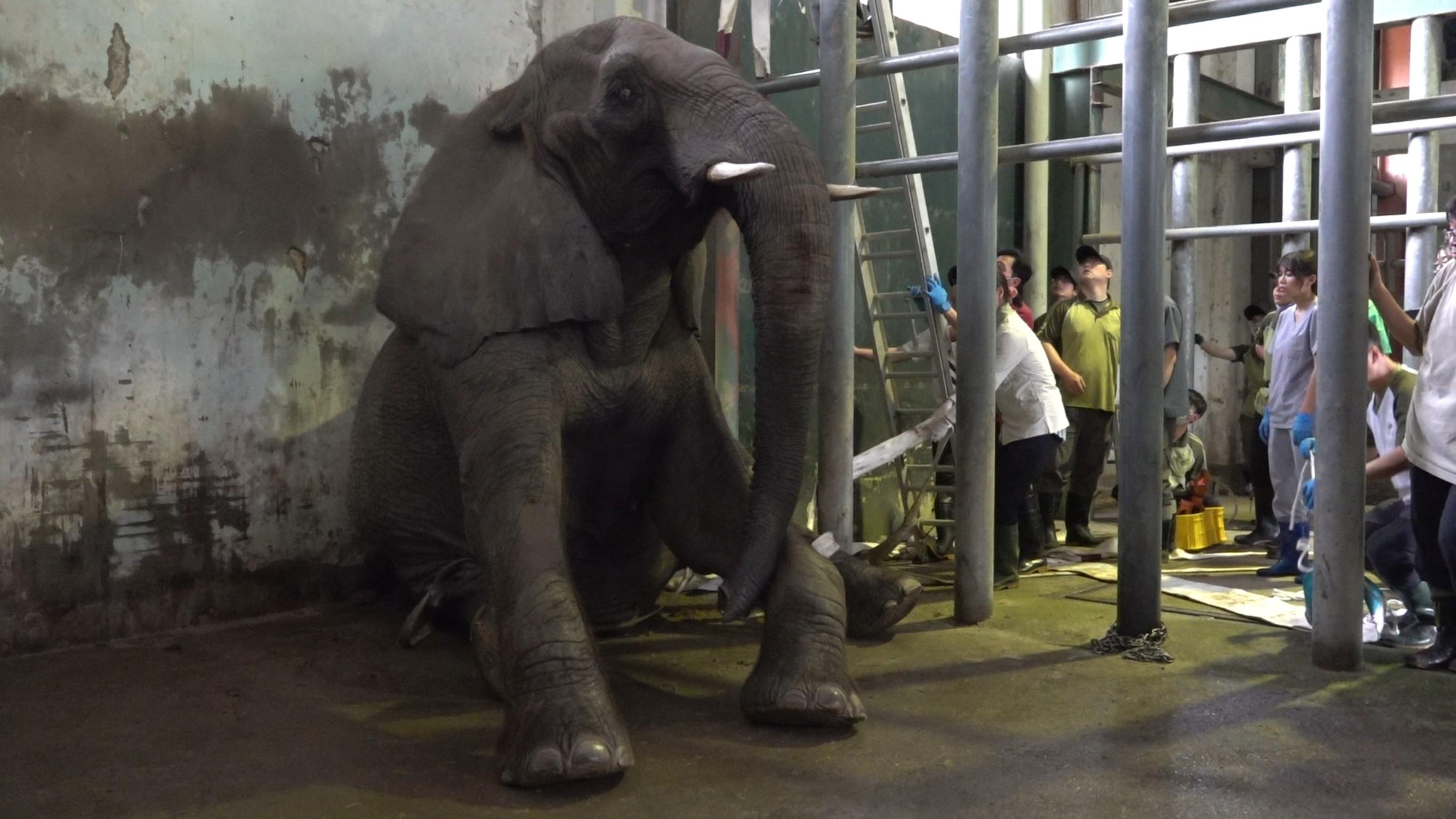 美代坐下後,就再也起不來了。(圖/動物園提供)