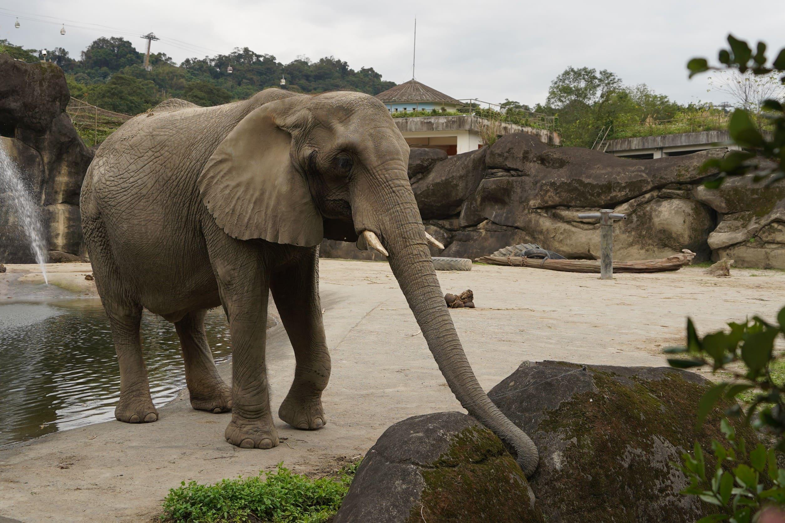 非洲象美代。(圖/動物園提供)