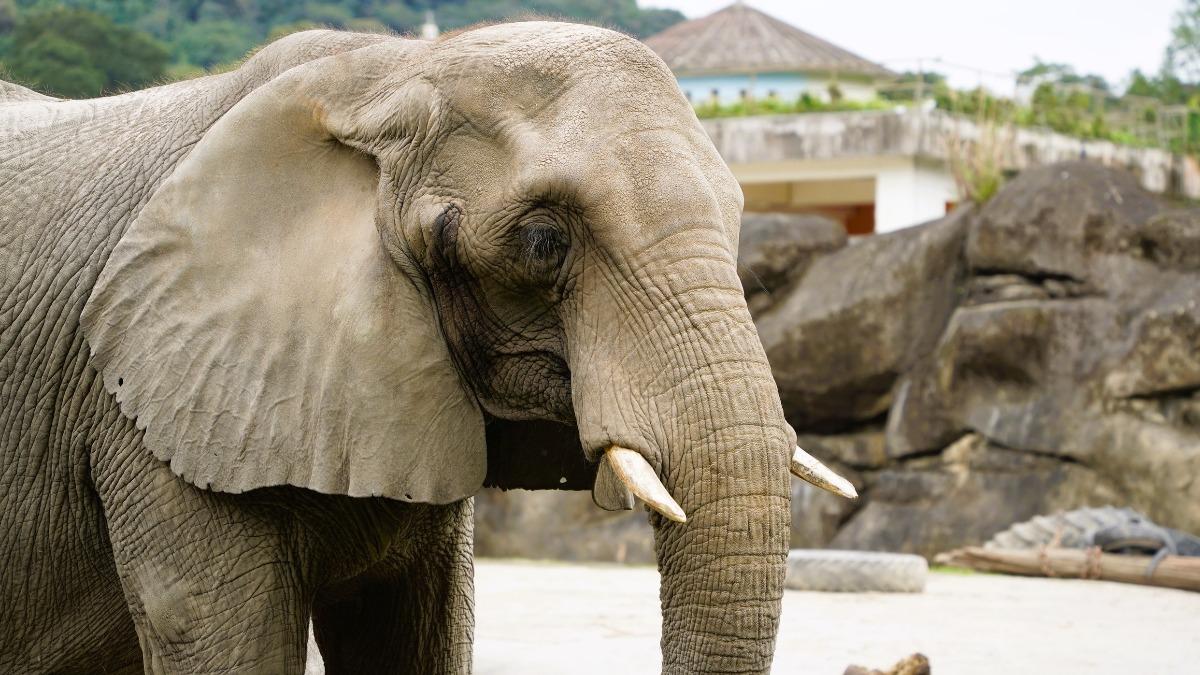 搶救3天無效!台北動物園42歲非洲象「美代」過世