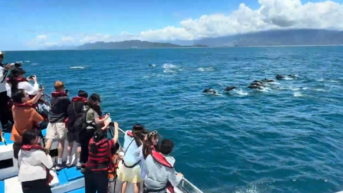 遊客看到成群海豚躍出海面。（圖／鯨世界提供）