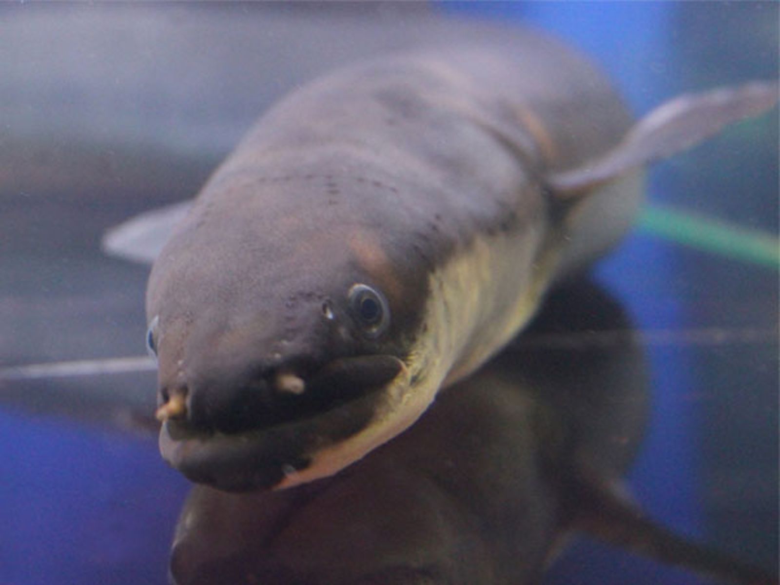 日本最大的鰻魚,重達近3公斤。(翻攝島根縣立宍道湖自然博物館官網)