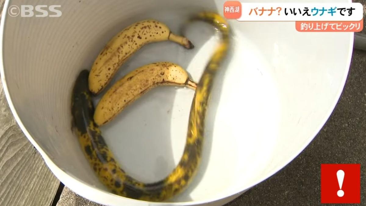 機率十萬分之一!他釣到80公分巨形鰻魚 網驚呆:是香蕉