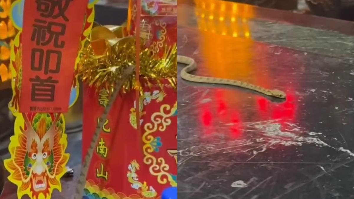 金頭蜈蚣才剛到!天受宮「帝爺公蛇」驚喜現身 連46年參拜