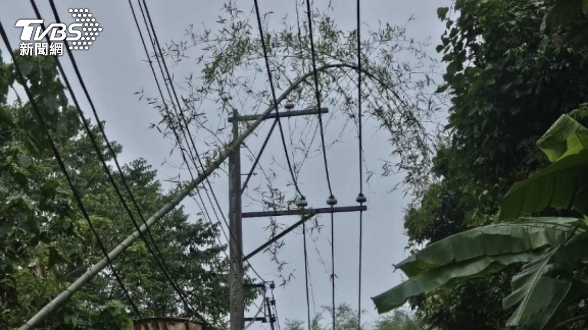 「動物觸電線」害停電? 台電：無預警停電數逐年降 已加速汰舊設備