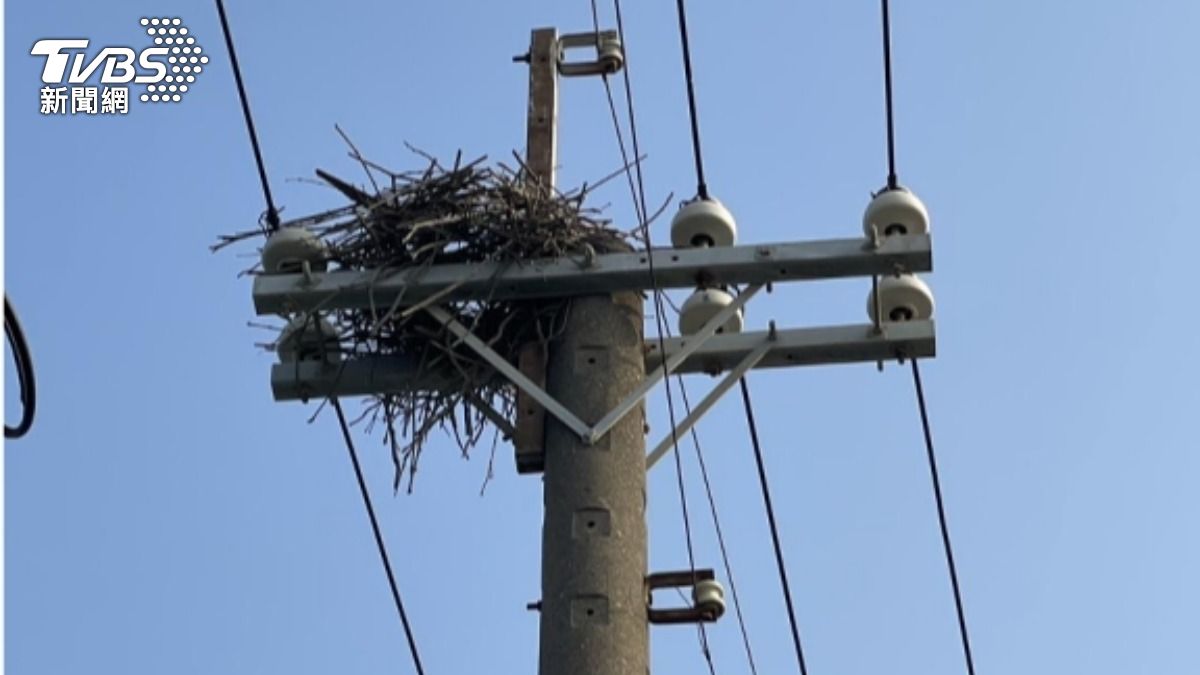 「動物觸電線」害停電? 台電:已加速汰舊設備(圖/台電提供)