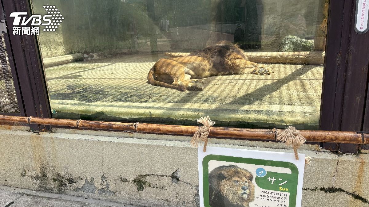 地震當下曾謠傳熊本市動物園獅子逃脫了。圖為熊本動物園的獅子。(圖/游雅嵐攝)