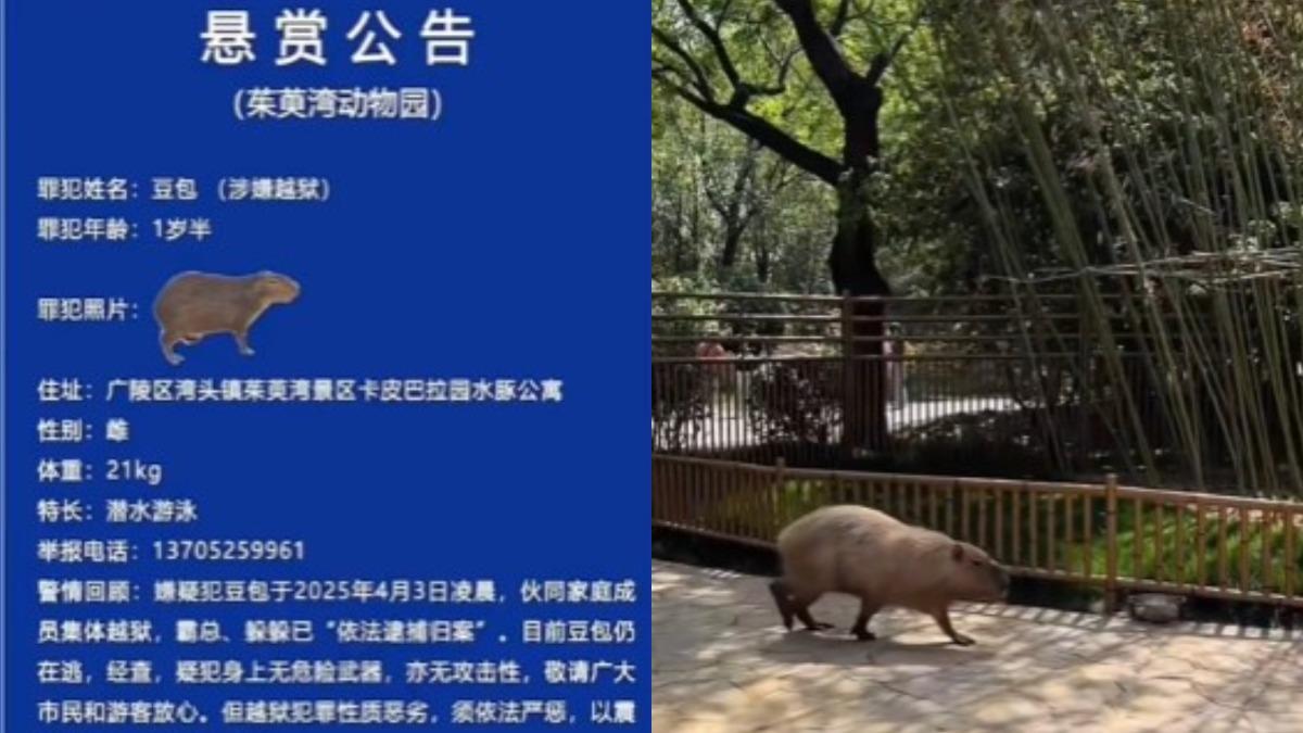 卡皮巴拉-水豚-集體越獄-豆包
