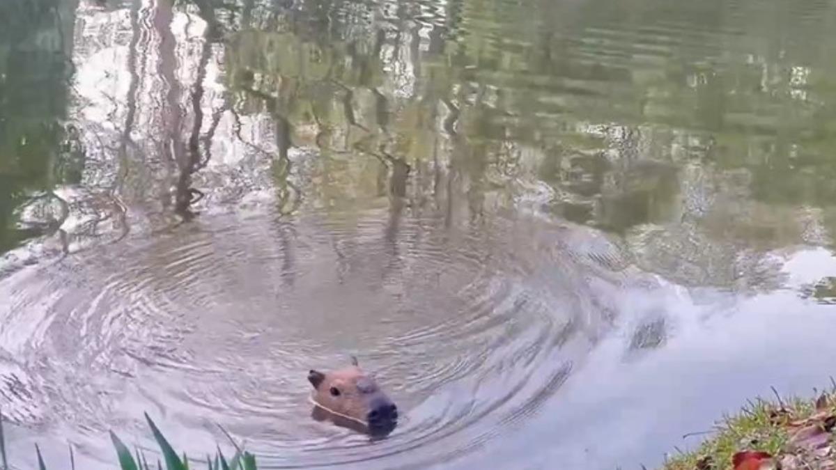 卡皮巴拉「集體越獄」!陸動物園出逃2個月 回家還胖1公斤