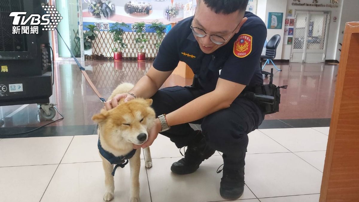 迷途柴犬暖哭派出所!見警就蹭腿求抱抱 網求助尋回主人