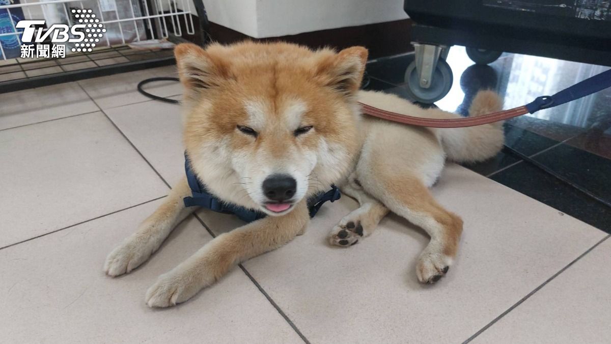 迷途柴犬暖哭派出所!見警就蹭腿求抱抱。(圖/桃園分局)
