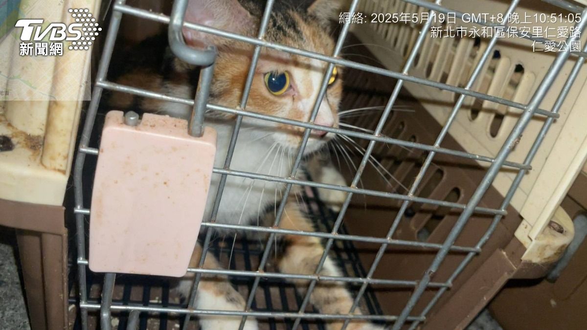 港籍女急返鄉23隻犬貓送養 留9隻犬貓落跑遭重罰55萬