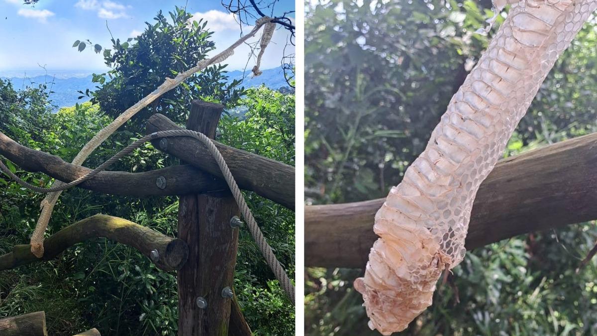 以為登山繩!台中山友驚見2米蛇脫皮 示警:別再低頭爬山
