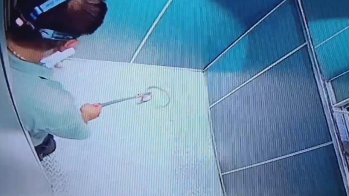 抓蛇人員迅速順利捕捉。（圖／社區主委提供）