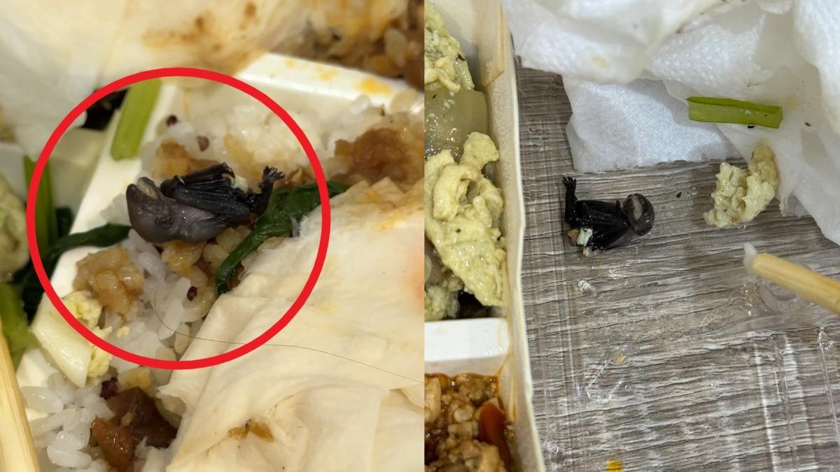不是蟑螂!她吃便當驚見「整隻蝙蝠」 店家跳針回應惹怒網