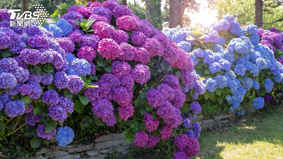 錯過就沒了!8大超美「繡球花景點」每年必訪 都市也能賞花