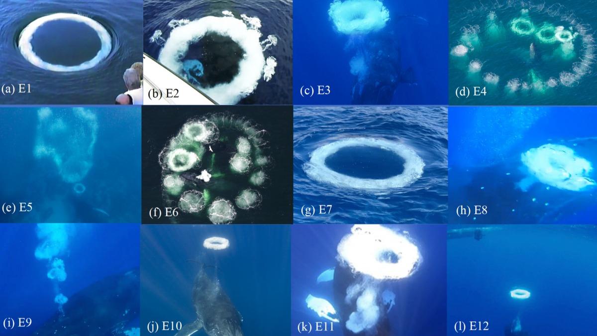 座頭鯨製造出的煙環狀氣泡。(圖/翻攝Marine Mammal Science)
