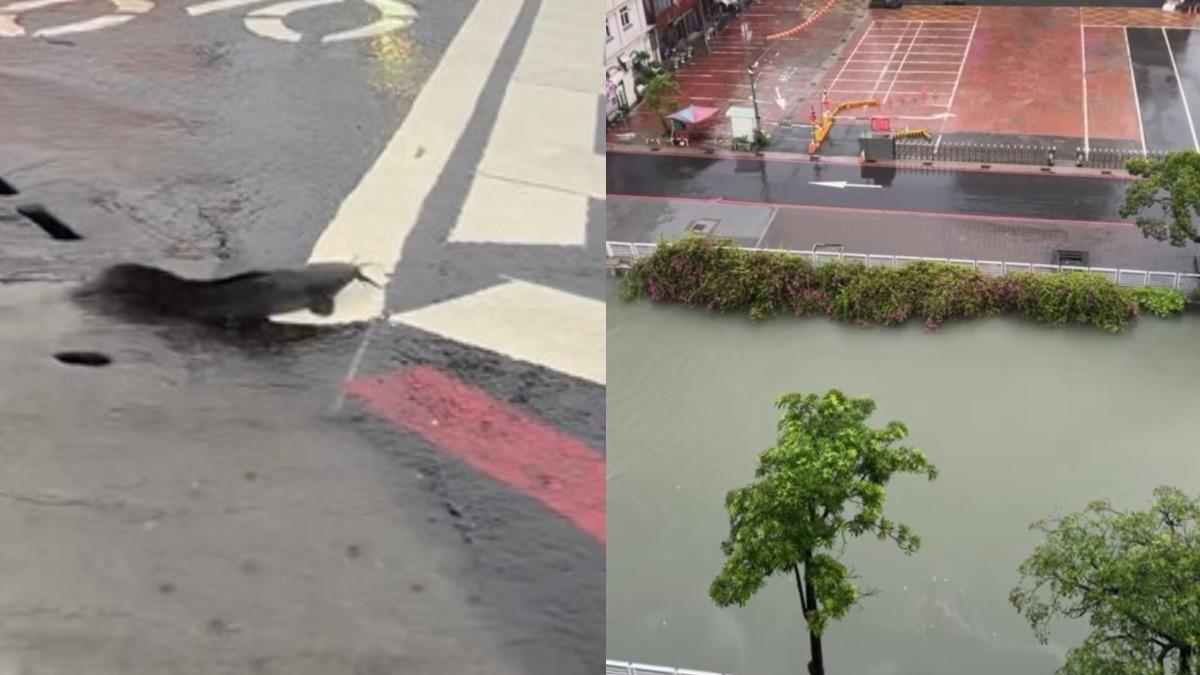 雨彈襲高雄奇景！幸福川水位暴漲快溢流、路邊冒出活跳跳土虱
